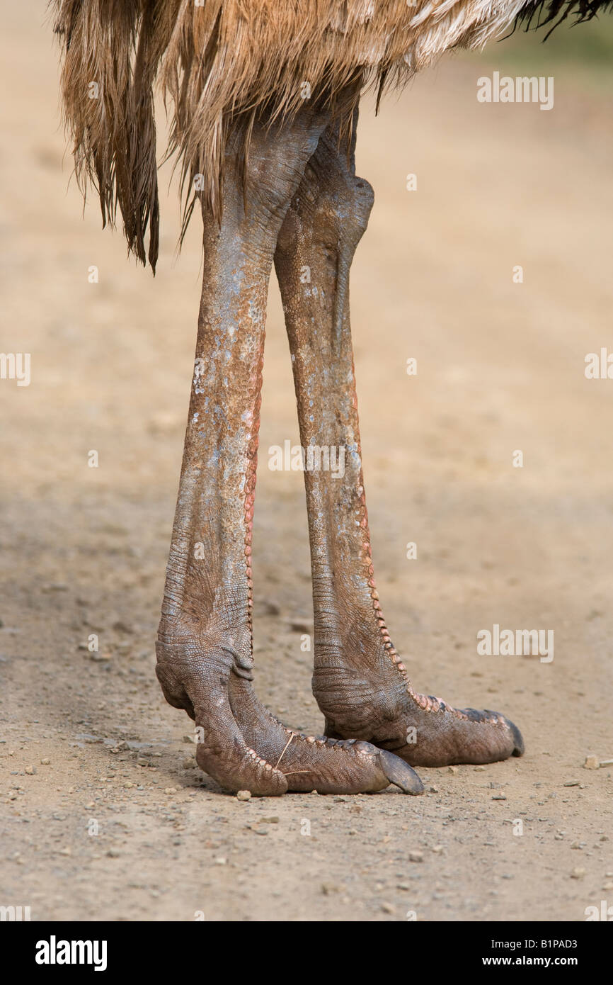 Ostrich leg hi-res stock photography and images - Alamy