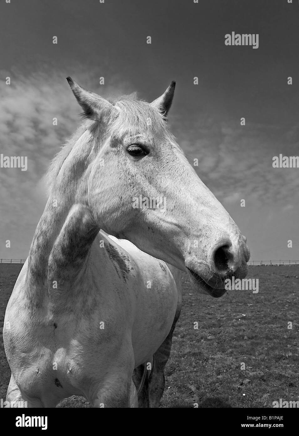 A white horse in a field in Darwen, Lancashire Stock Photo