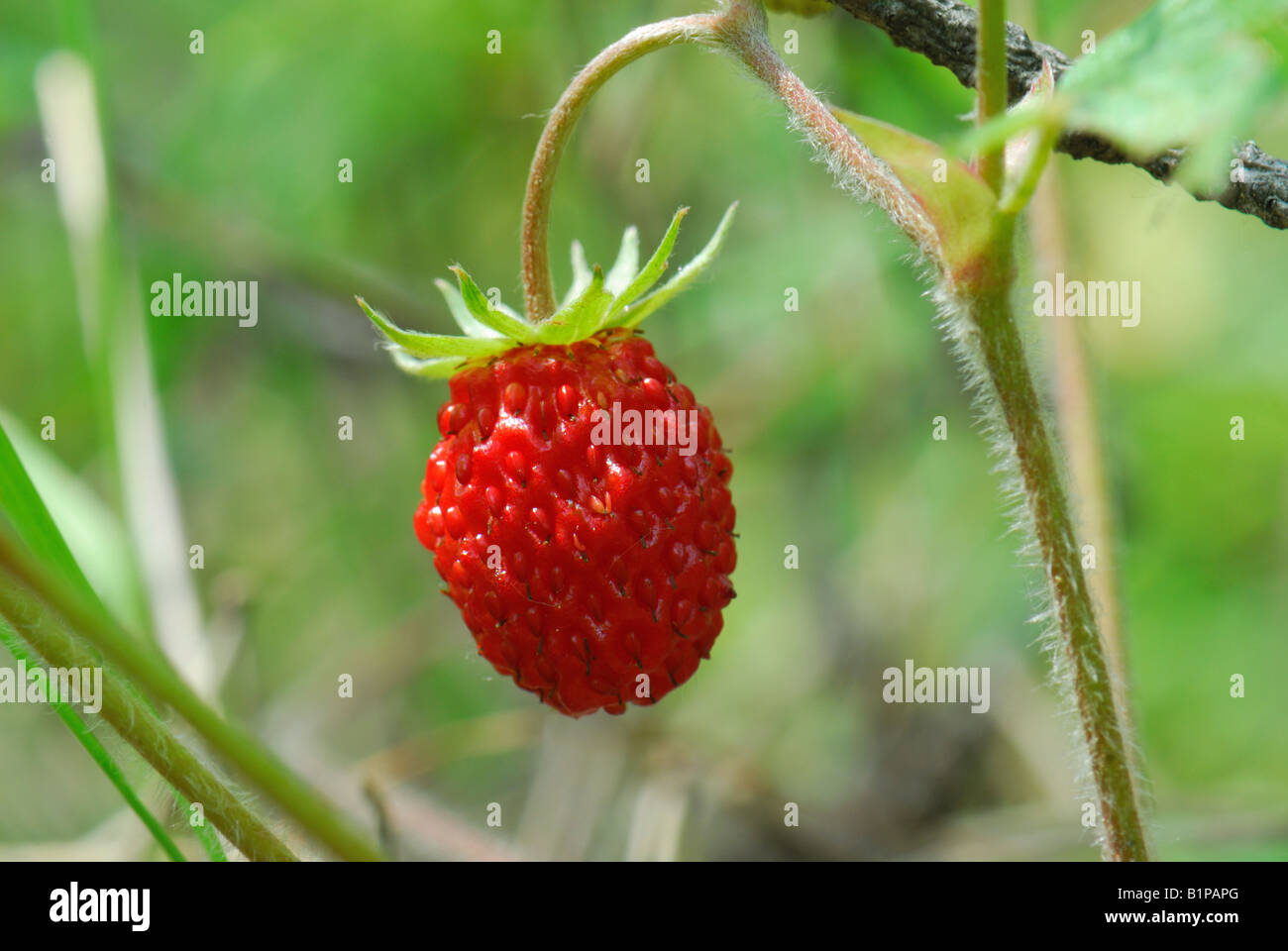 Strawberry stem hi-res stock photography and images - Alamy