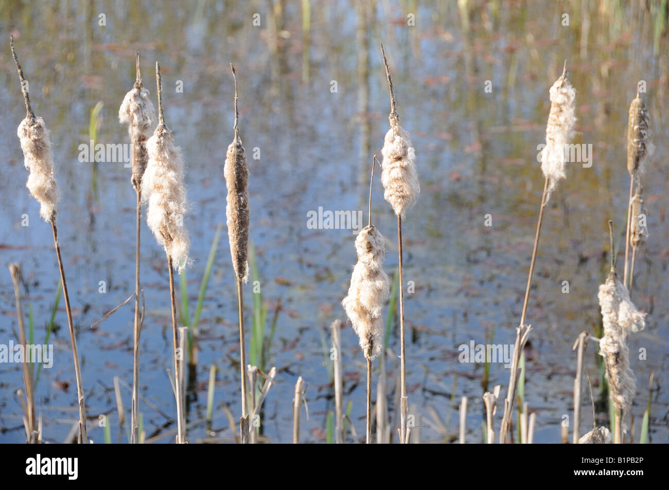 Bullrushes Typha latifolia Stock Photo