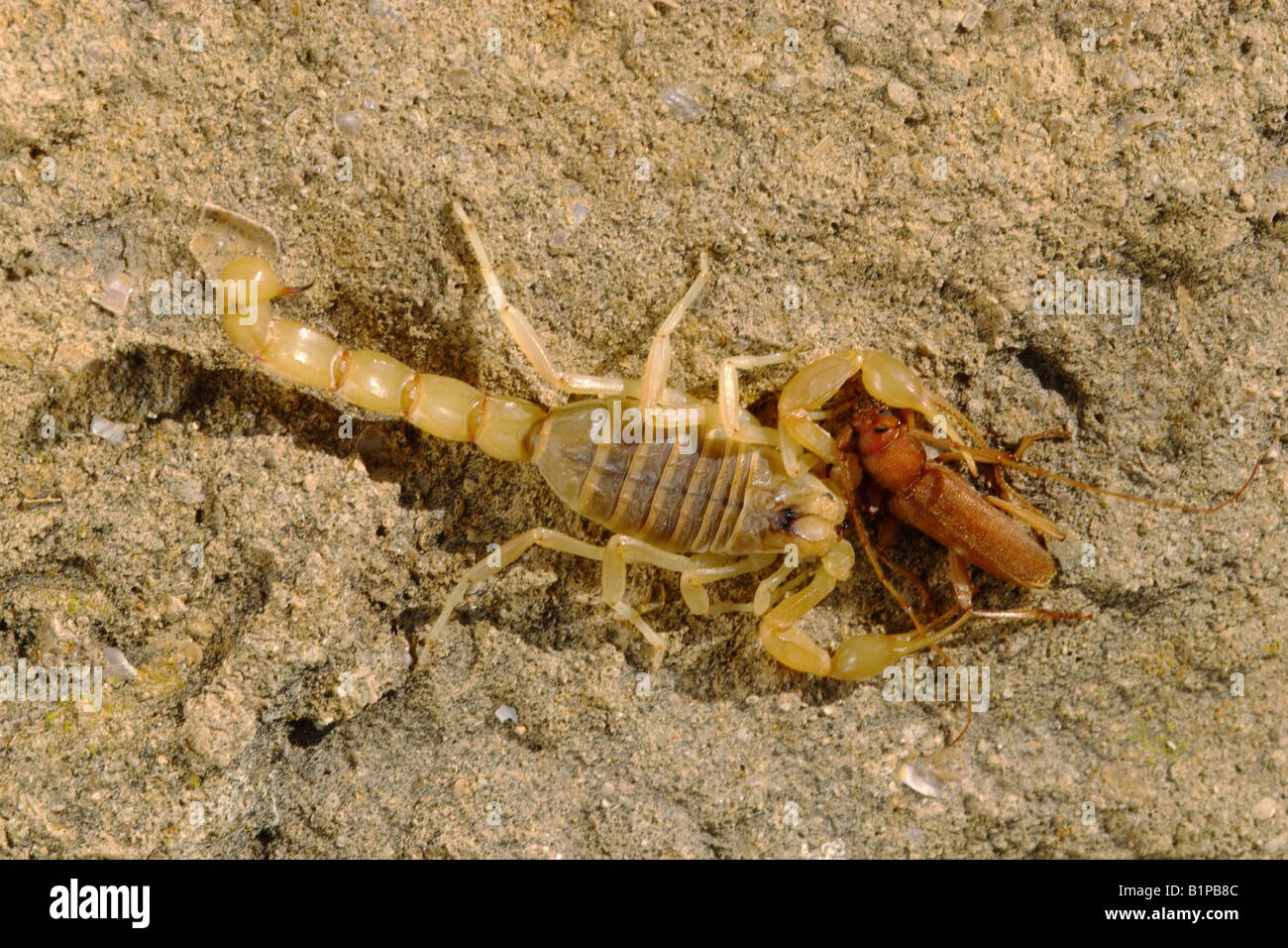 Buthus occitan insect hi-res stock photography and images - Alamy