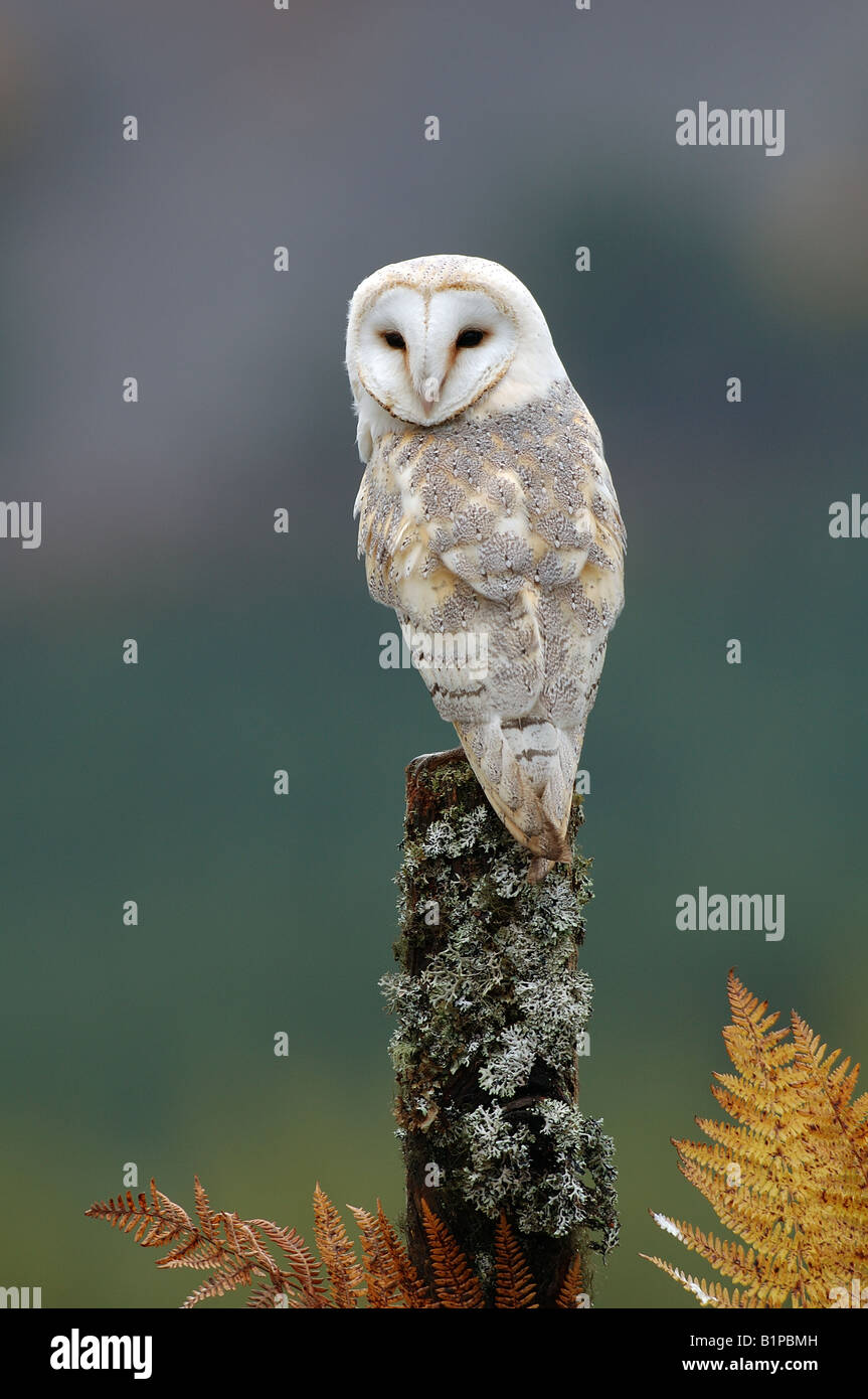 Barn owl (Tyto alba) Stock Photo