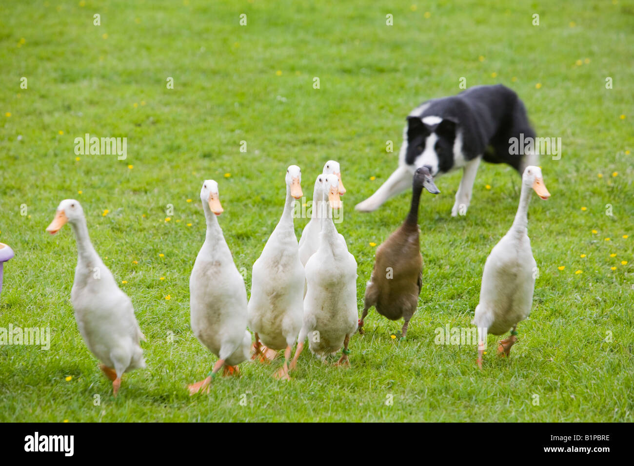 A man herding Indian runner ducks with a sheep dog as a display at the
