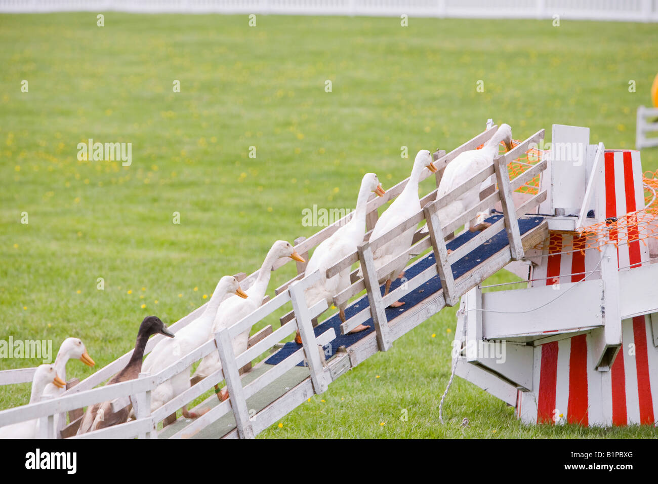 A man herding Indian runner ducks with a sheep dog as a display at the