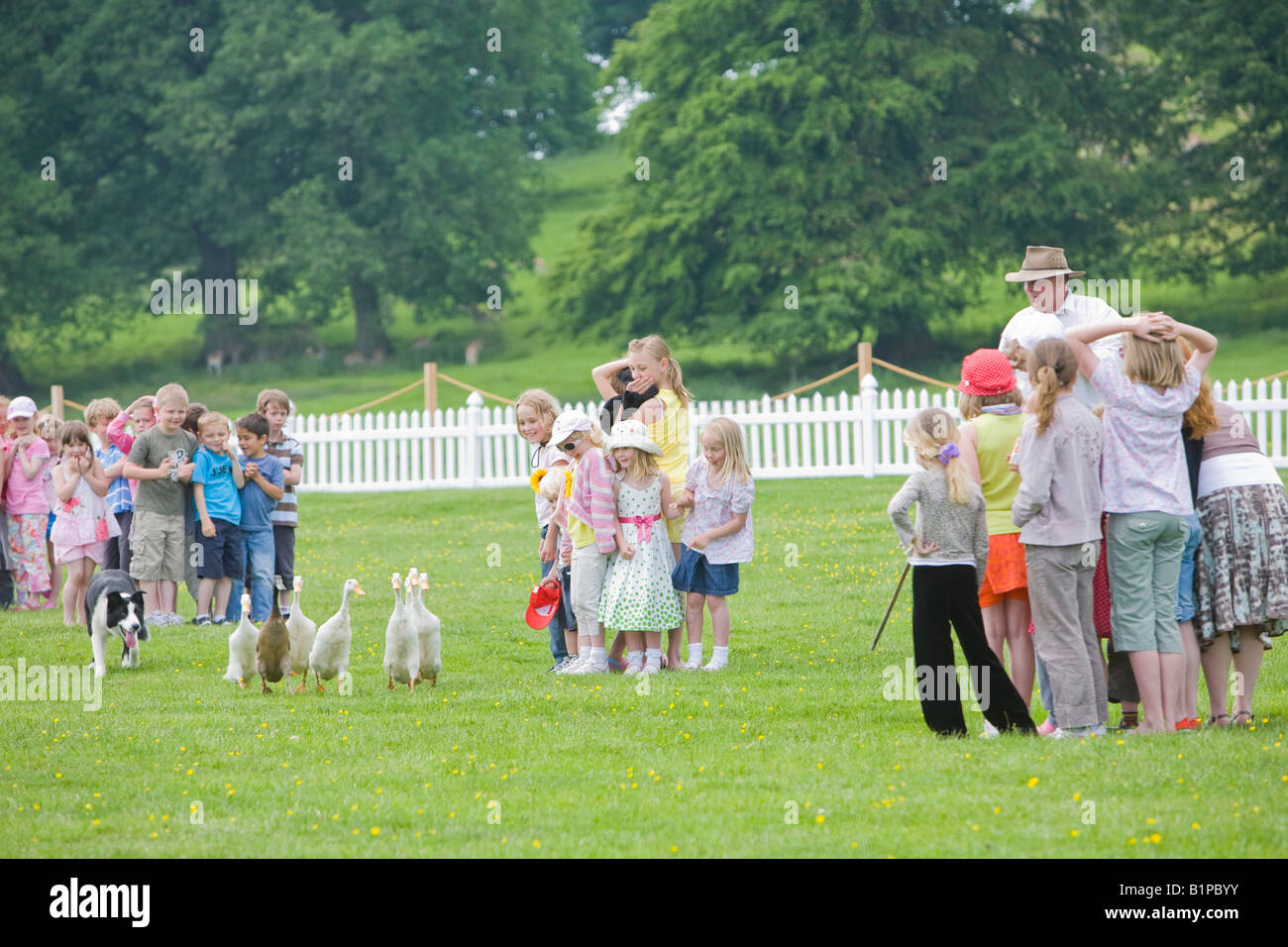 A man herding Indian runner ducks with a sheep dog as a display at the