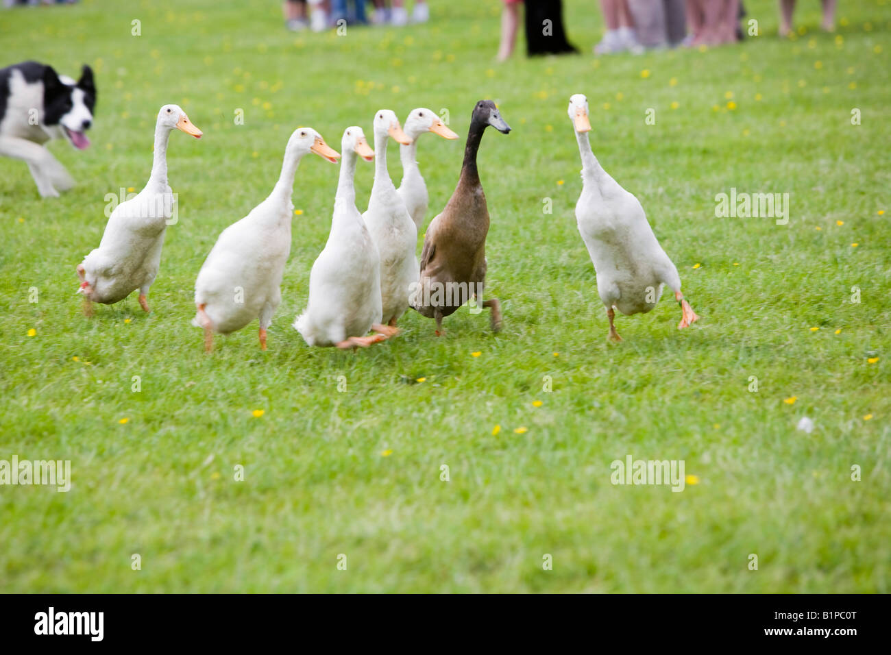 A man herding Indian runner ducks with a sheep dog as a display at the Hloker Countryside