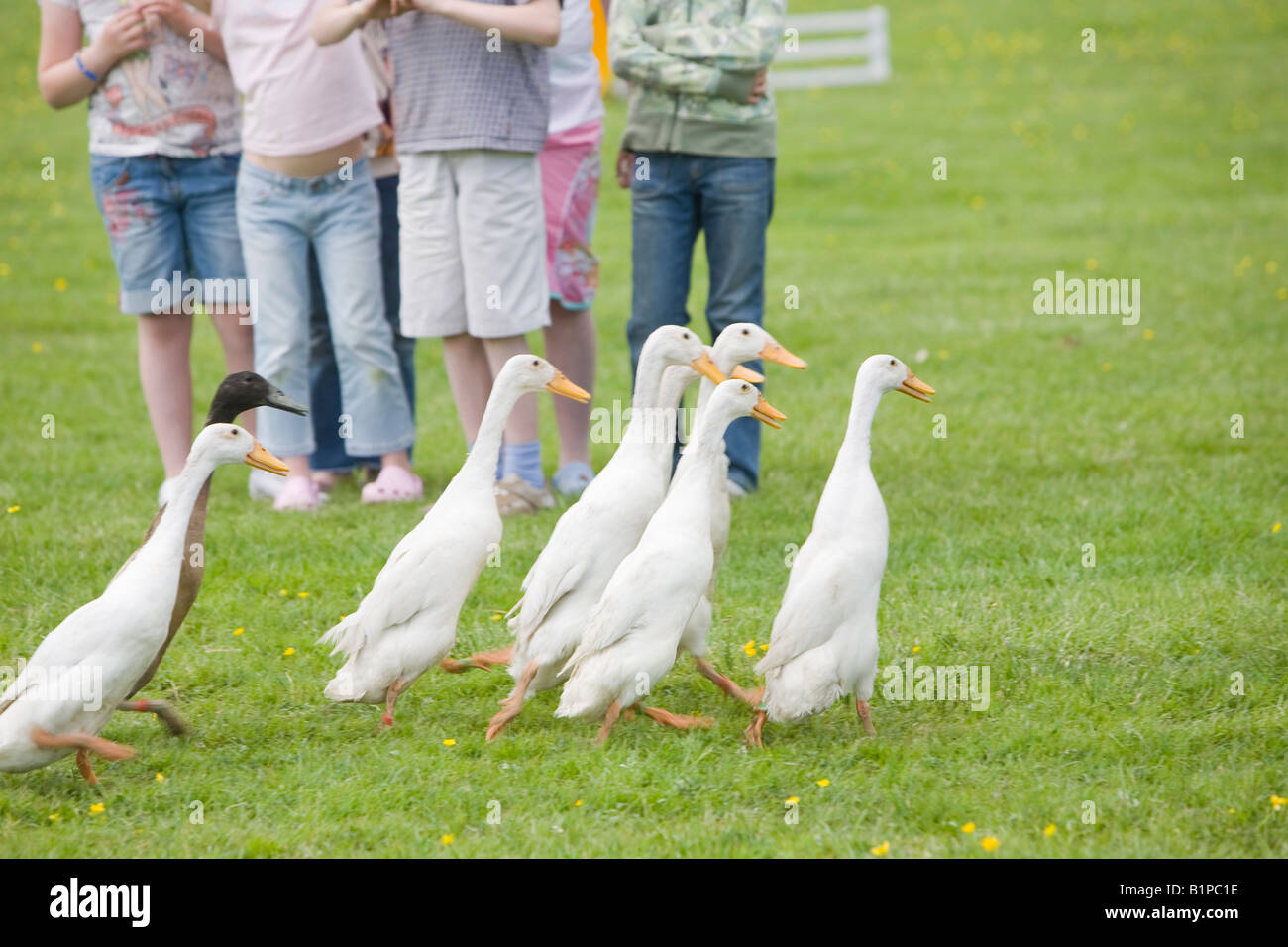 A man herding Indian runner ducks with a sheep dog as a display at the Hloker Countryside