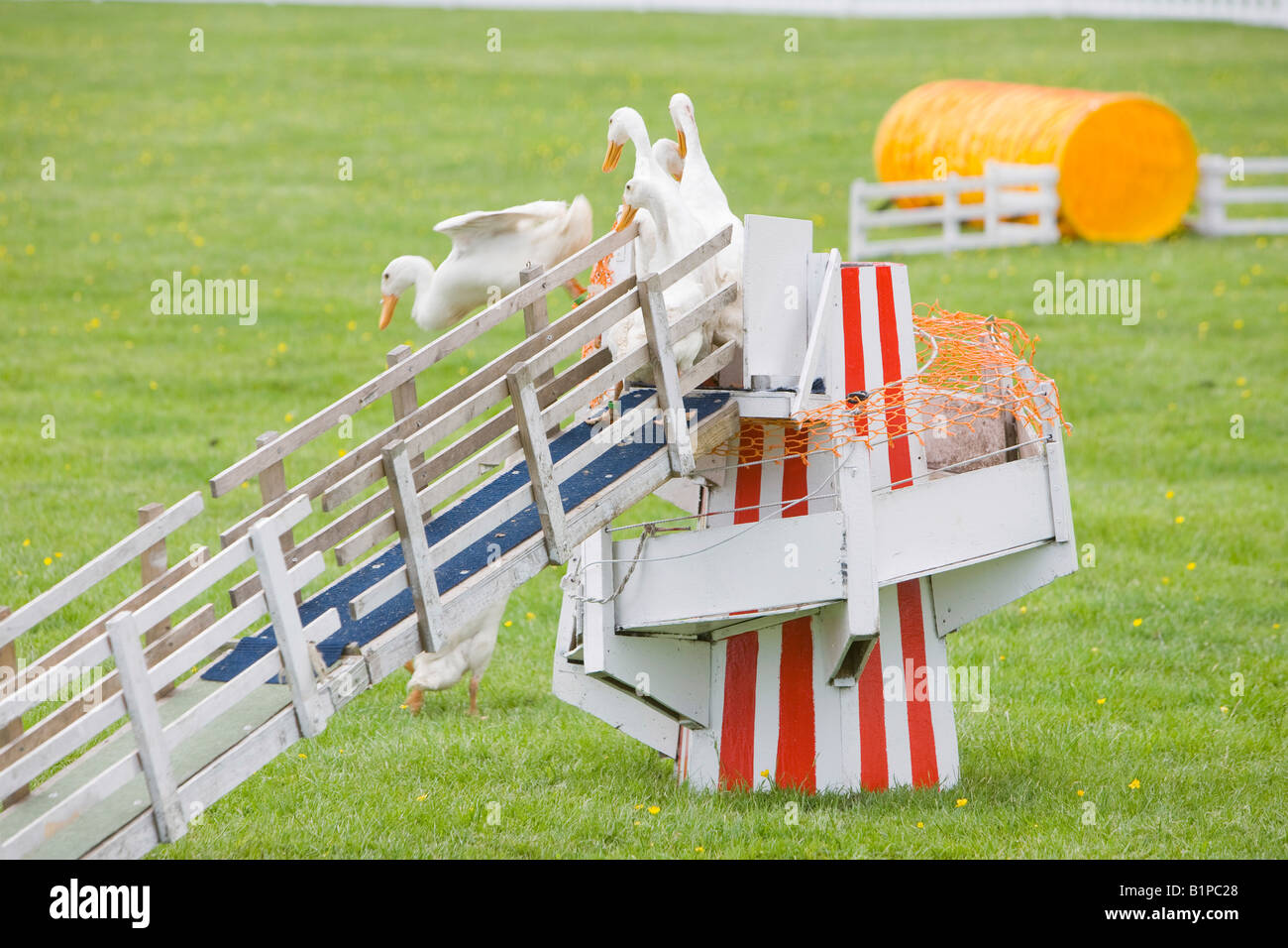 A man herding Indian runner ducks with a sheep dog as a display at the