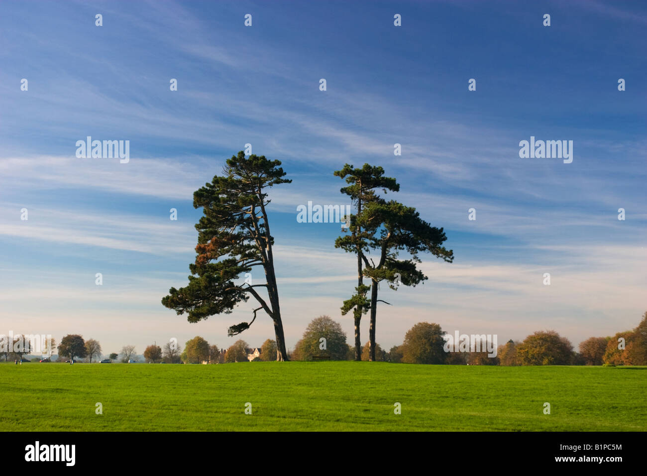 Two trees that look like they've been split down the middle, on the
