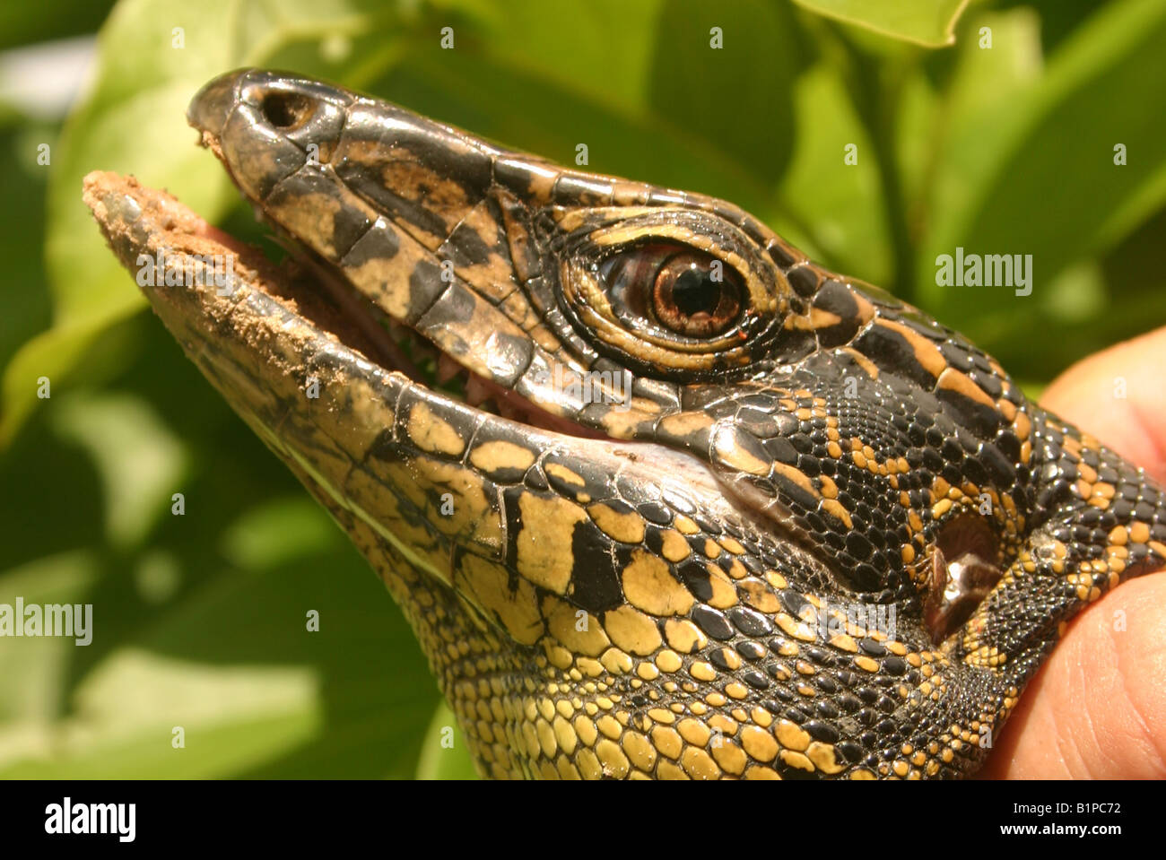 Closeup of monitor lizard head being held by human hand Stock Photo