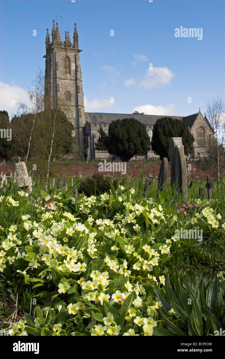 Primroses at St. Michael's Church, Exeter Stock Photo Alamy
