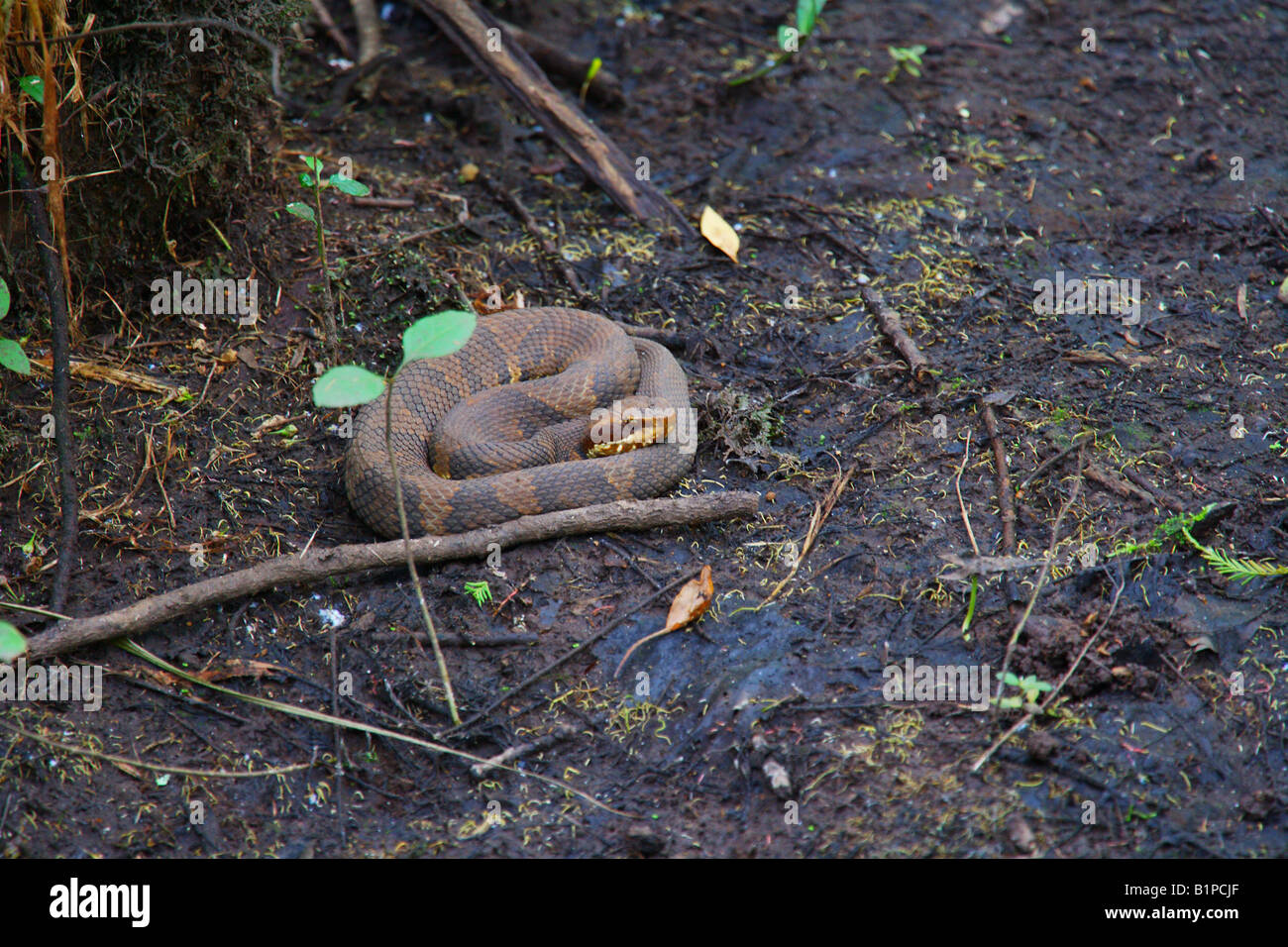 Water Moccasin Nest Underwater