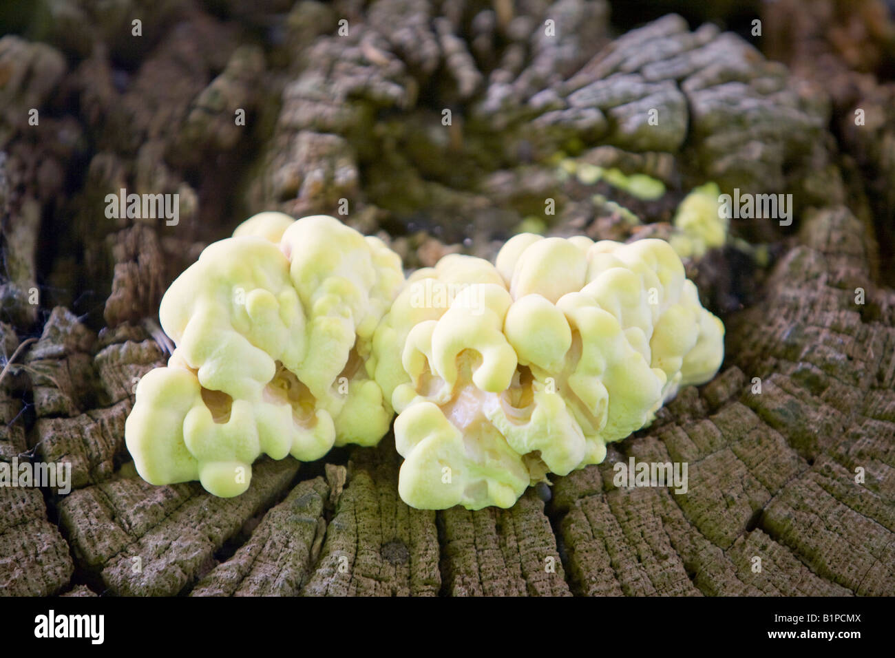 fungus growing on a sweet chestnut tree Stock Photo