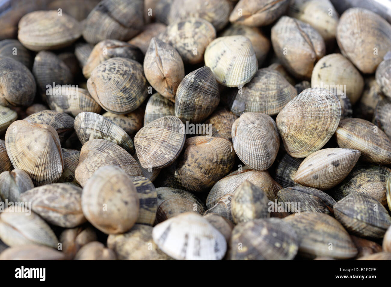 cockles Stock Photo