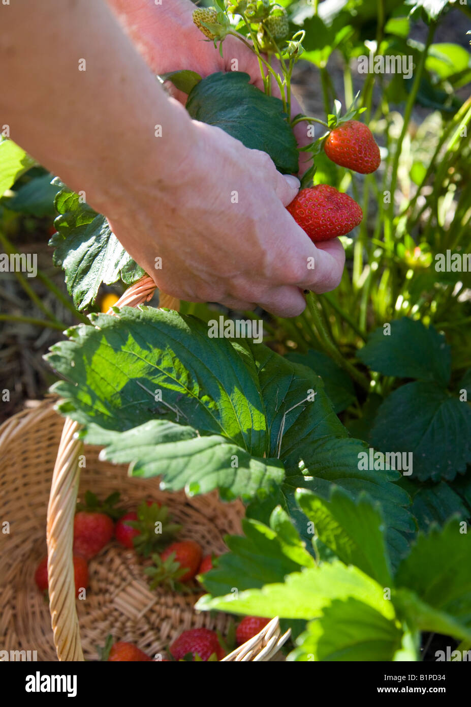 picking organic strawberries Stock Photo - Alamy