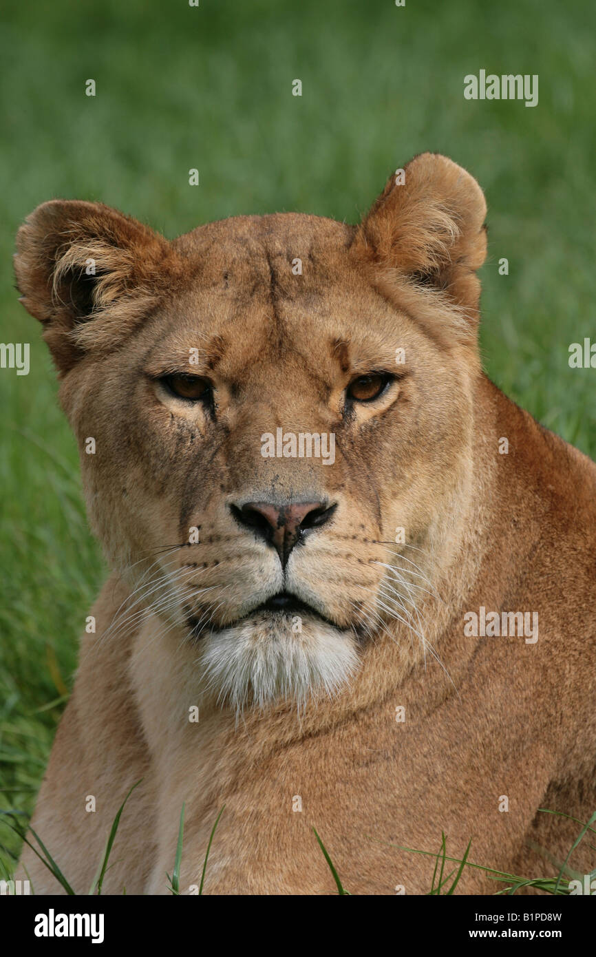 Lionnes Face Lioness face hi-res stock photography and images - Alamy