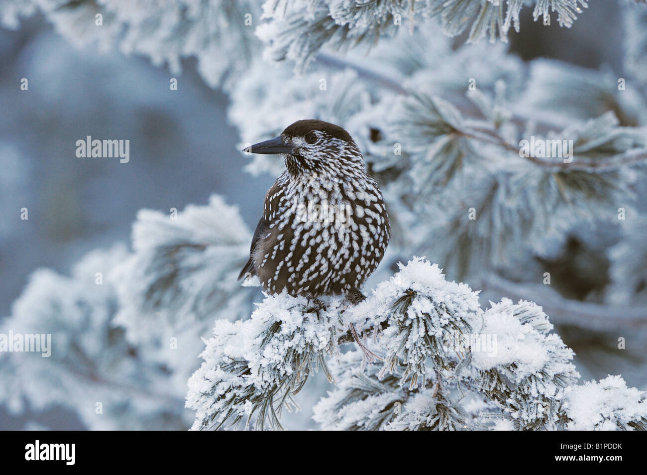 Spotted Nutcracker Nucifraga caryocatactes adult perched on frost covered Swiss Stone Pine  St Moritz Switzerland Stock Photo