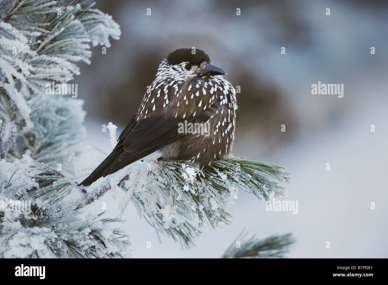 Spotted Nutcracker Nucifraga caryocatactes adult perched on frost covered Swiss Stone Pine  St Moritz Switzerland Stock Photo