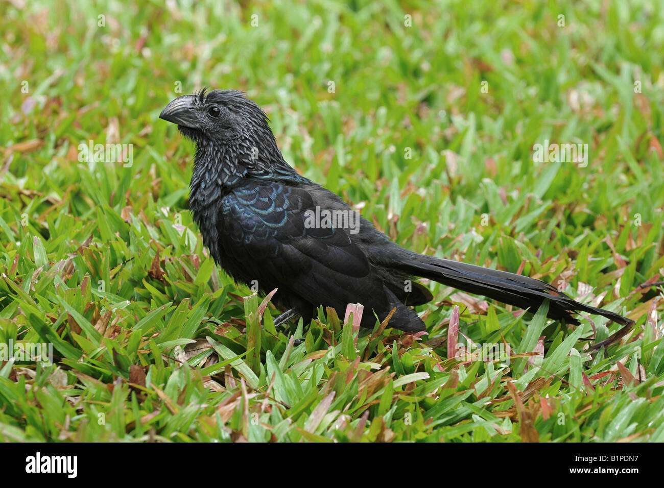 GROOVE BILLED ANI Crotophaga sulcirostris Mature having a wash in grass w dew N W COSTA RICA Stock Photo