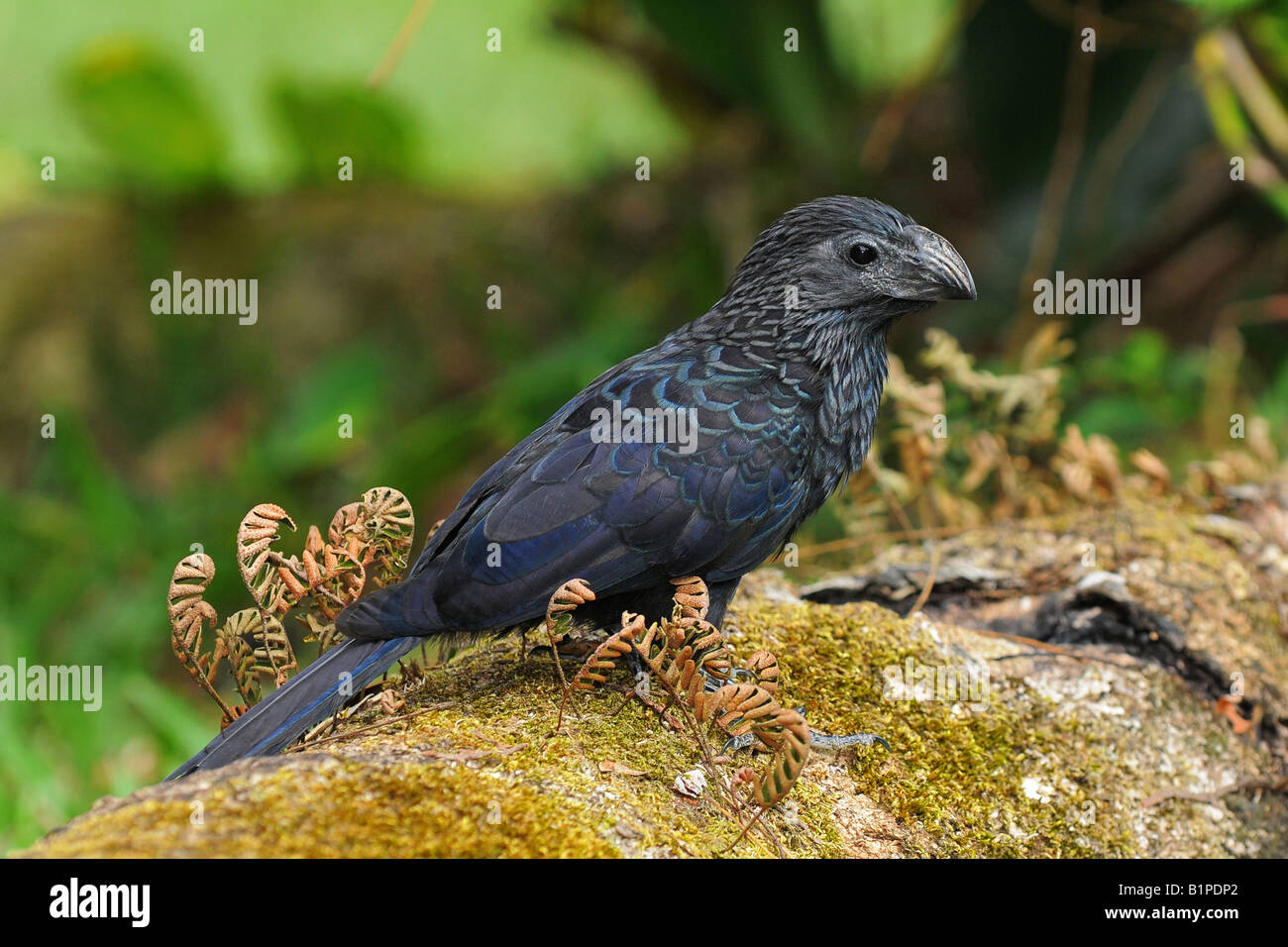 GROOVE BILLED ANI Mature on a trunk Crotophaga sulcirostris N W COSTA RICA Stock Photo