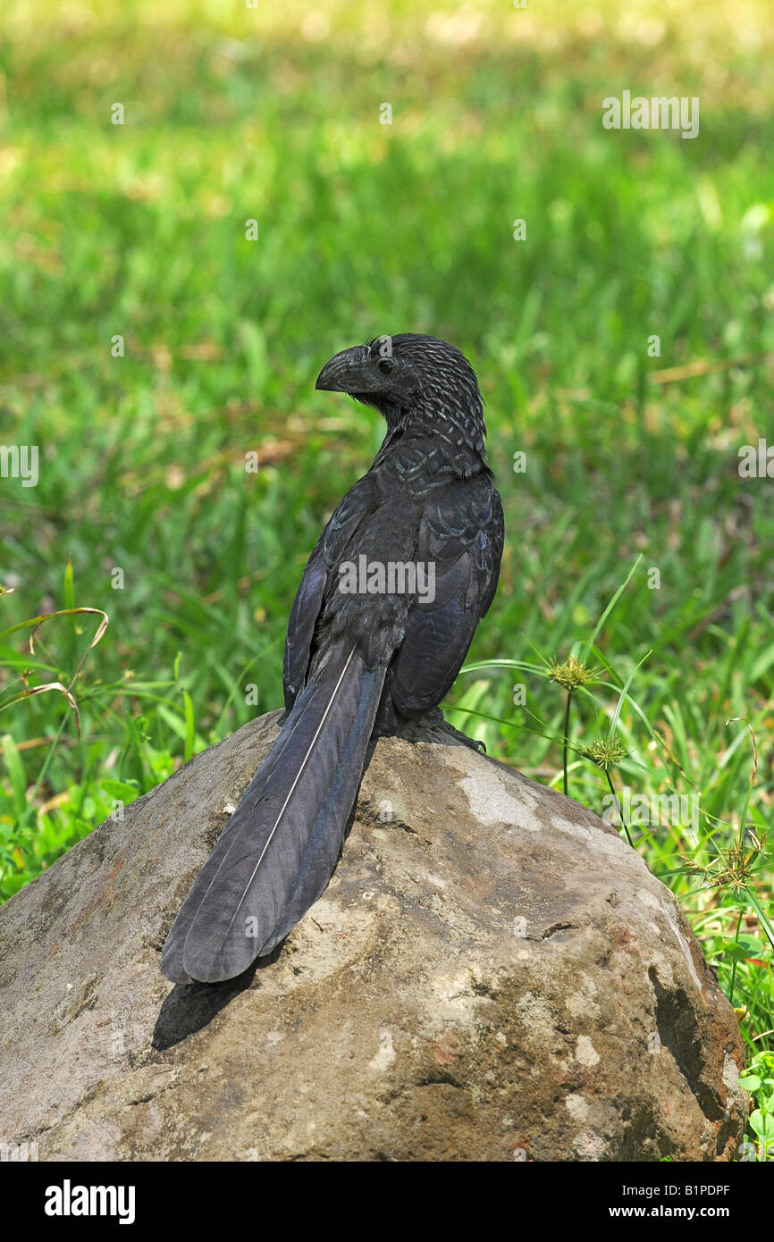 GROOVE BILLED ANI Mature on a stone Crotophaga sulcirostris N W COSTA RICA Stock Photo