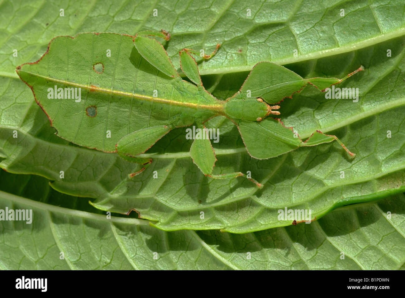 5056133 STICK INSECT LEAF AND STICKINSECT. THAILAND LEAFINSECT
