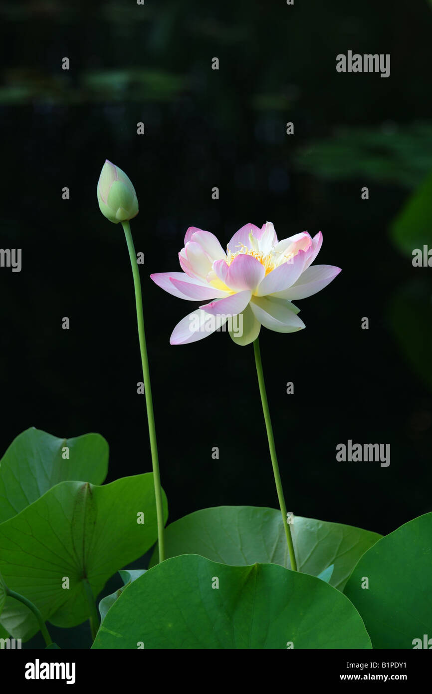 pink lotus and bud with leaves growing in lake, black background Stock Photo