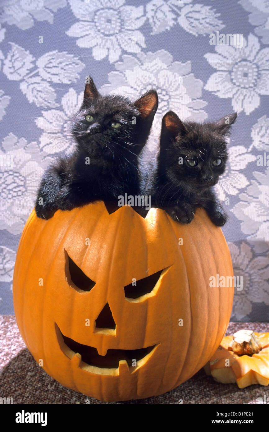Kittens in pumpkins sale
