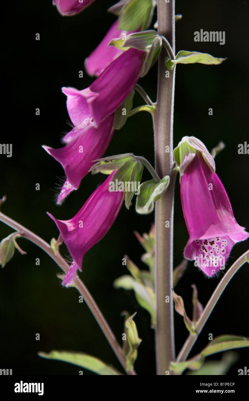 CLOSEUP OF FOXGLOVES DIGITALIS PURPUREA FLOWERS GROWING IN A SUNNY SURREY BORDER IN JULY Stock
