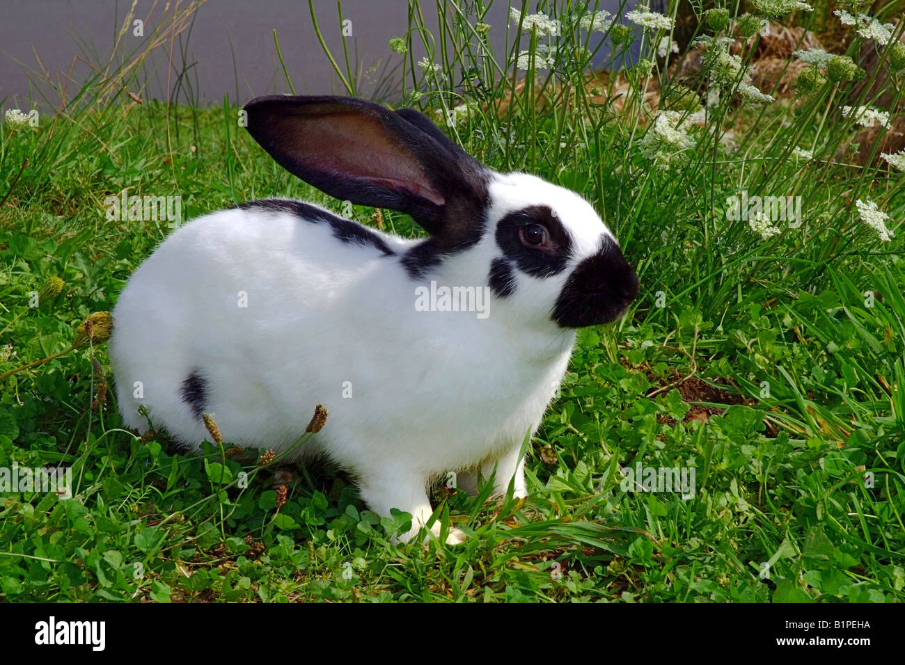 French breed france rabbit french buterfly french breed france hires