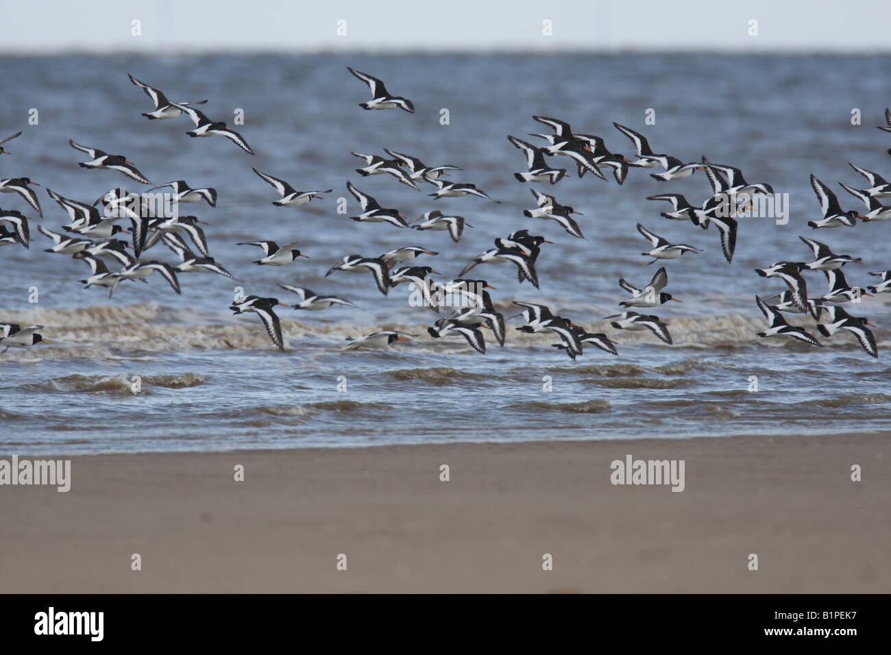 OYSTER CATCHER haematopus ostralegus FLOCK FLYING ALONG SEASHORE Stock Photo Alamy
