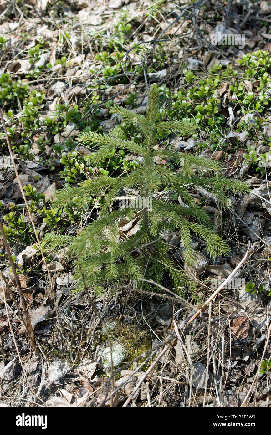 A small pine sapling makes its way in the dense birch tree stand Stock ...