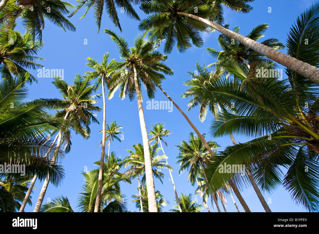Village palm hi-res stock photography and images - Alamy