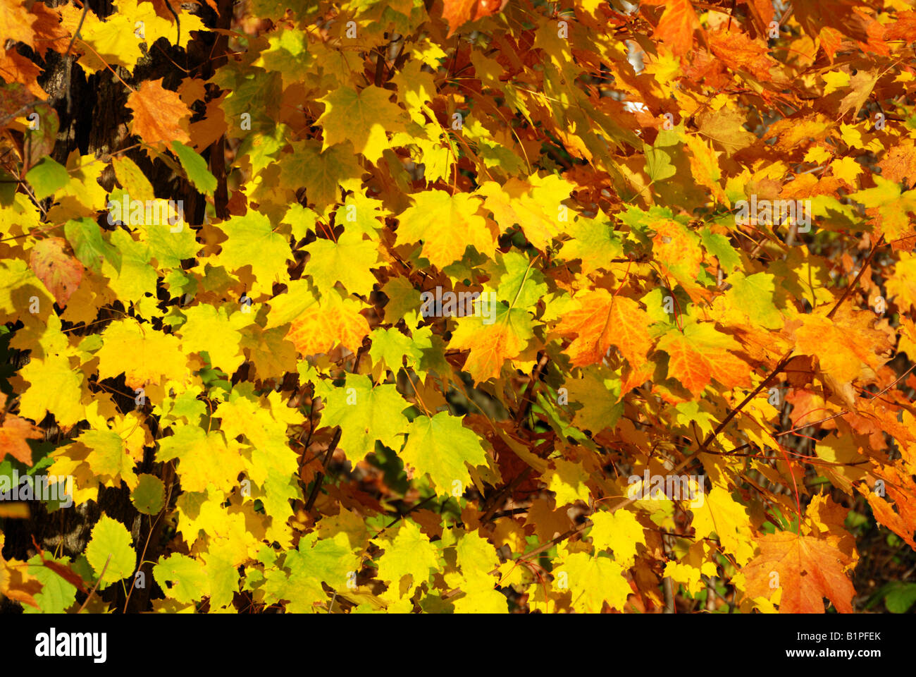 Gold leaves hi-res stock photography and images - Alamy