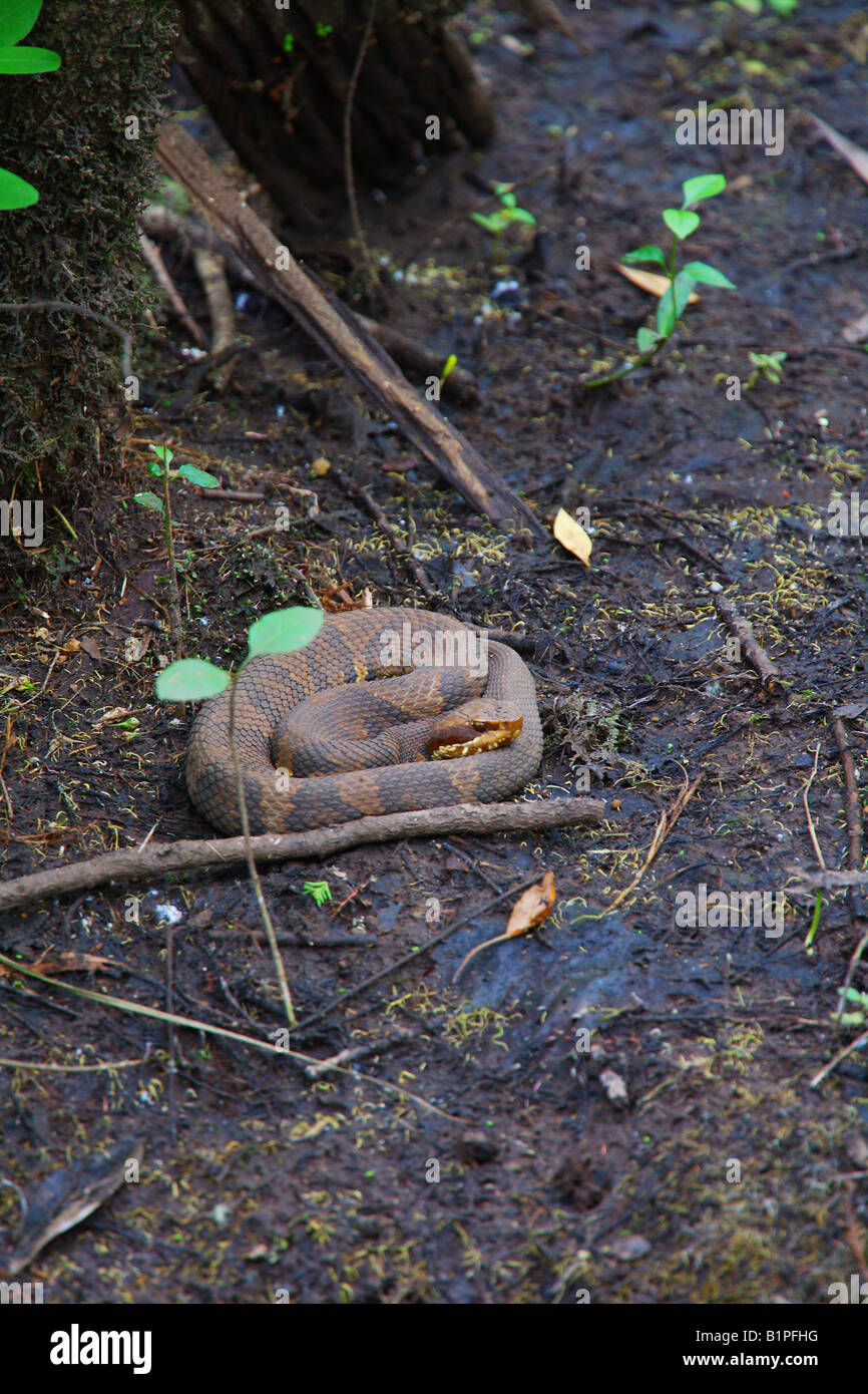A Cottonmouth Water Moccasin snake lays in wait for prey in the Francis