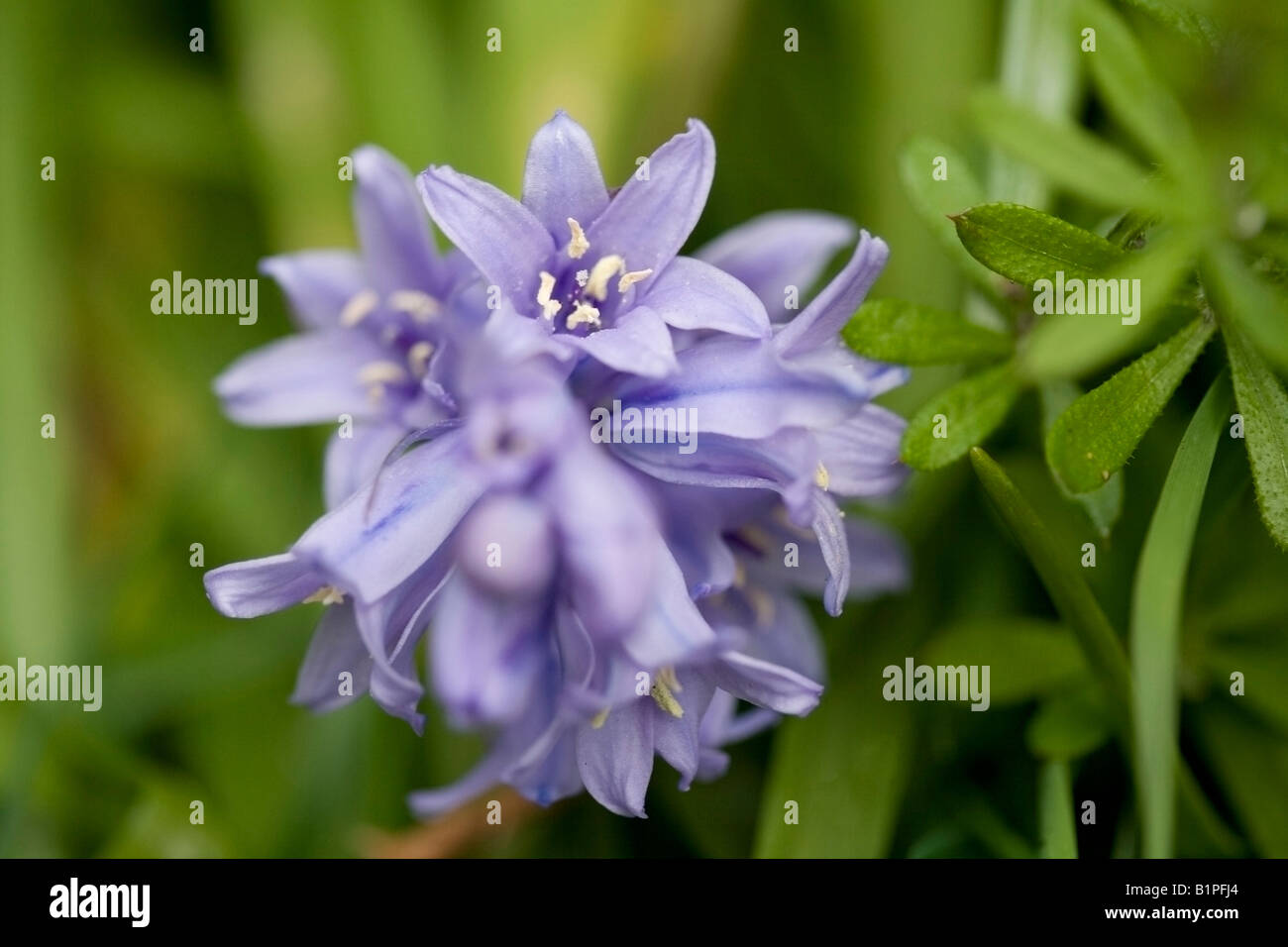 Scilla nonscripta Stock Photo