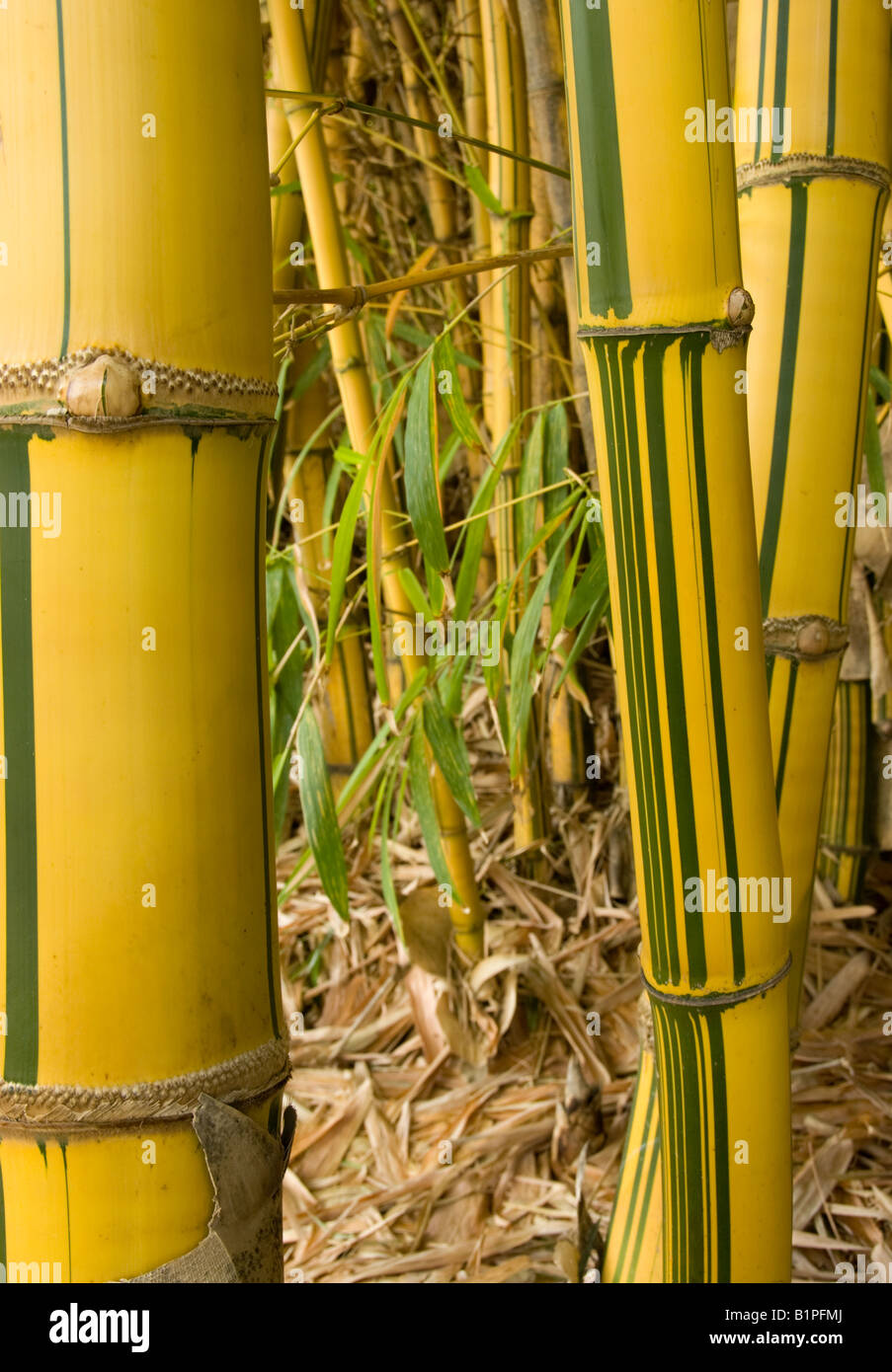 Golden Bamboo plants at a botanical garden Stock Photo Alamy
