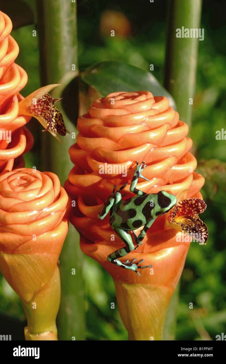 Dendrobates auratus TURQUOISE FROG on GINGER INFLORESCENCE and FLOWERS