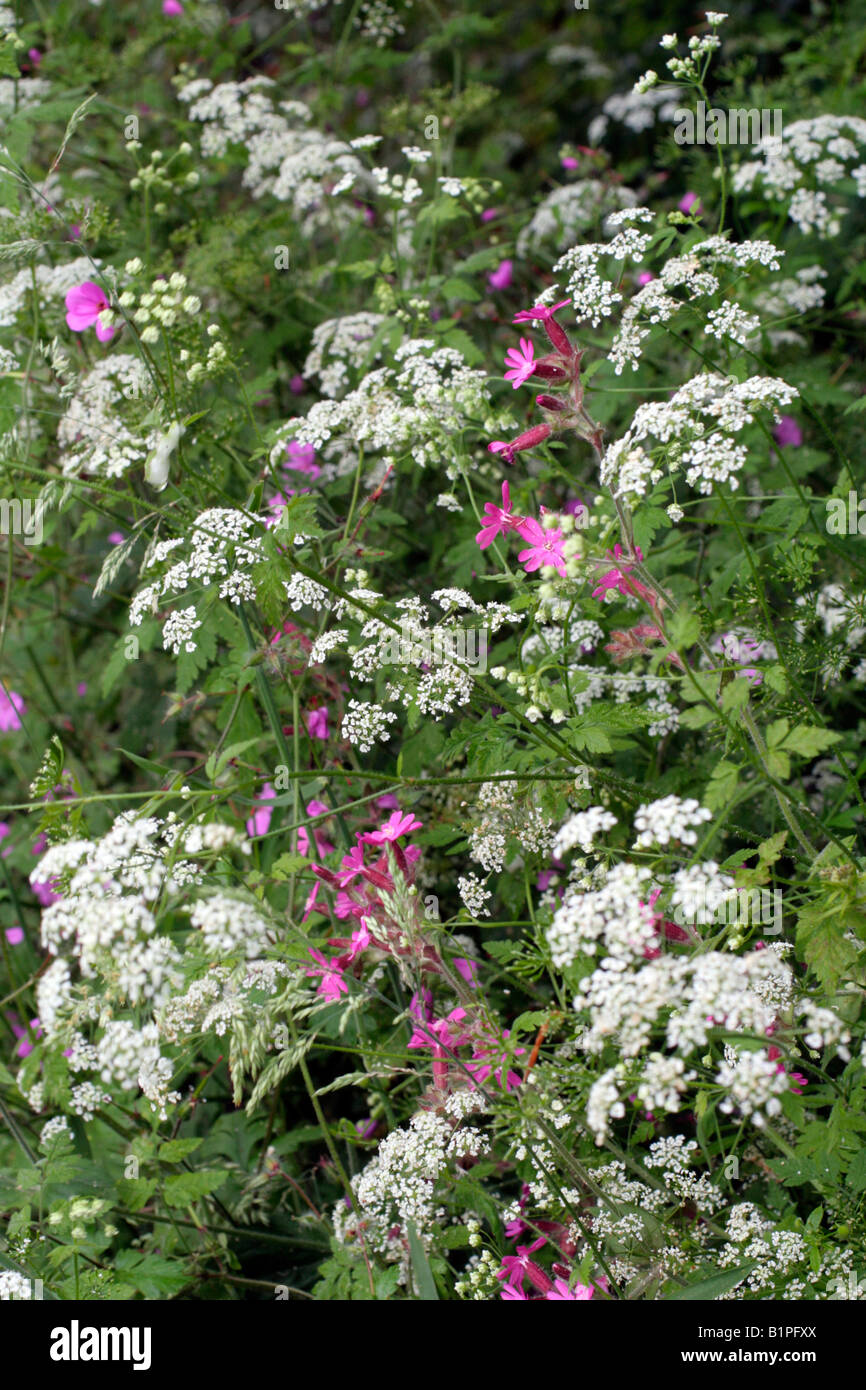 Hairy Chervil (Chaerophyllum temulem)  and Red Campion (Silene dioca) Stock Photo