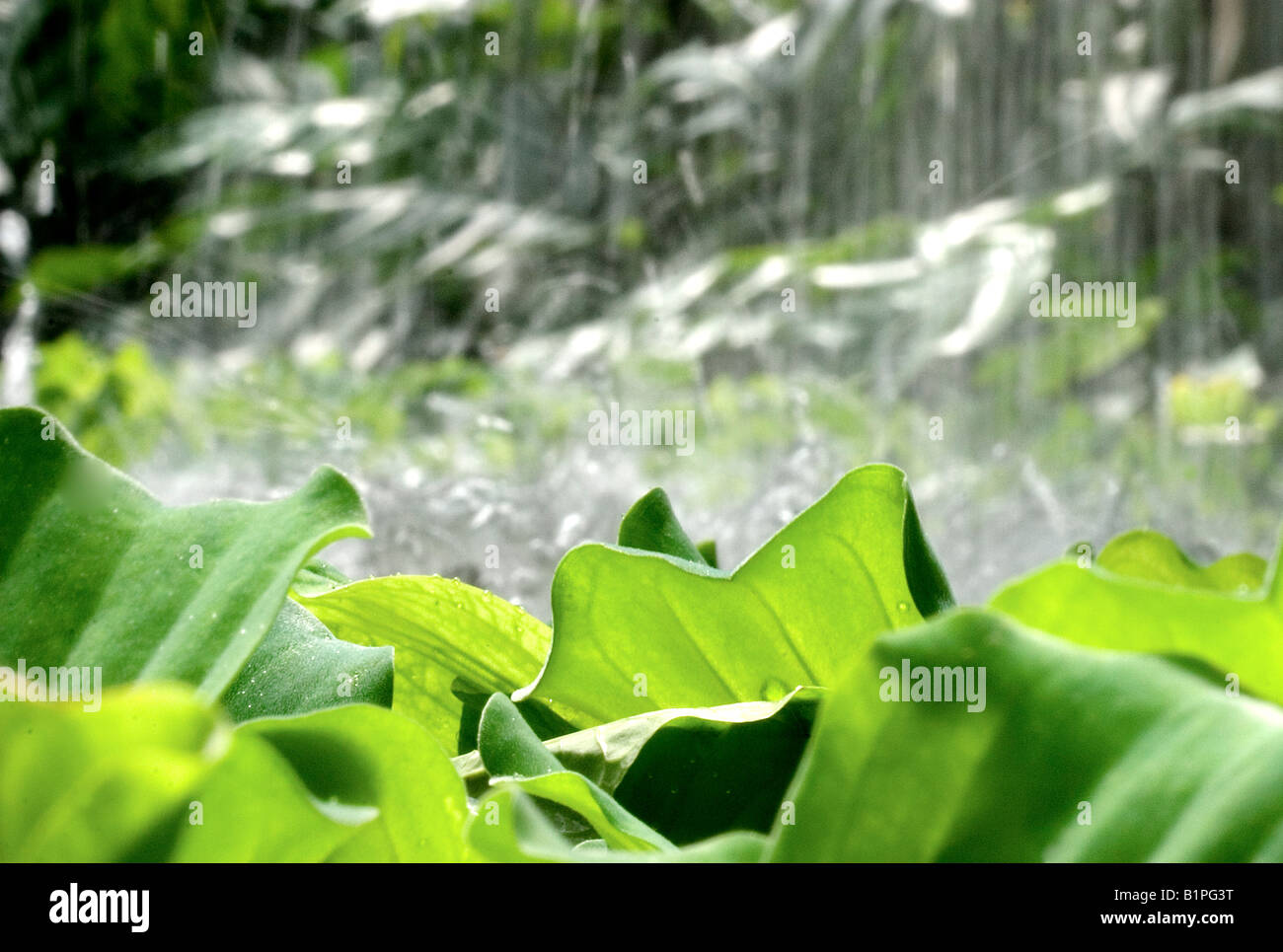 water fall on leaves tropical giant water lily leaves Stock Photo - Alamy