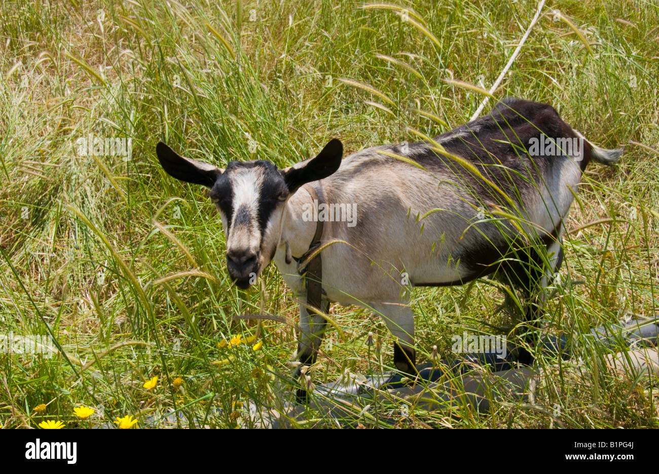 Goat on tether hi-res stock photography and images - Alamy