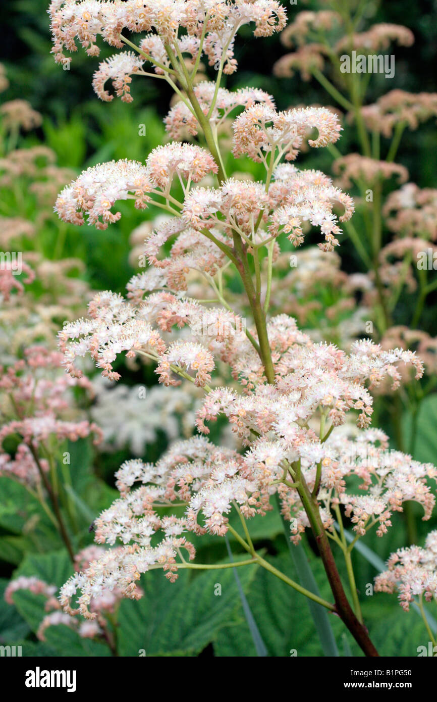 RODGERSIA AESCULIFOLIA AGM Stock Photo