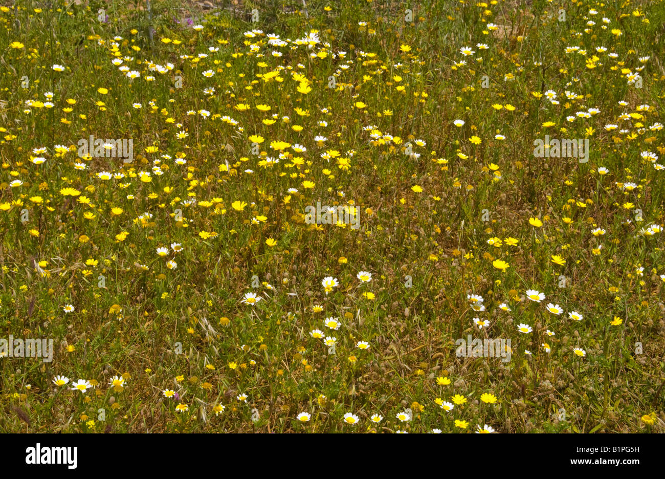 Wild flowers growing farmland near Malia on the Greek Mediterranean island of Crete GR EU Stock Photo