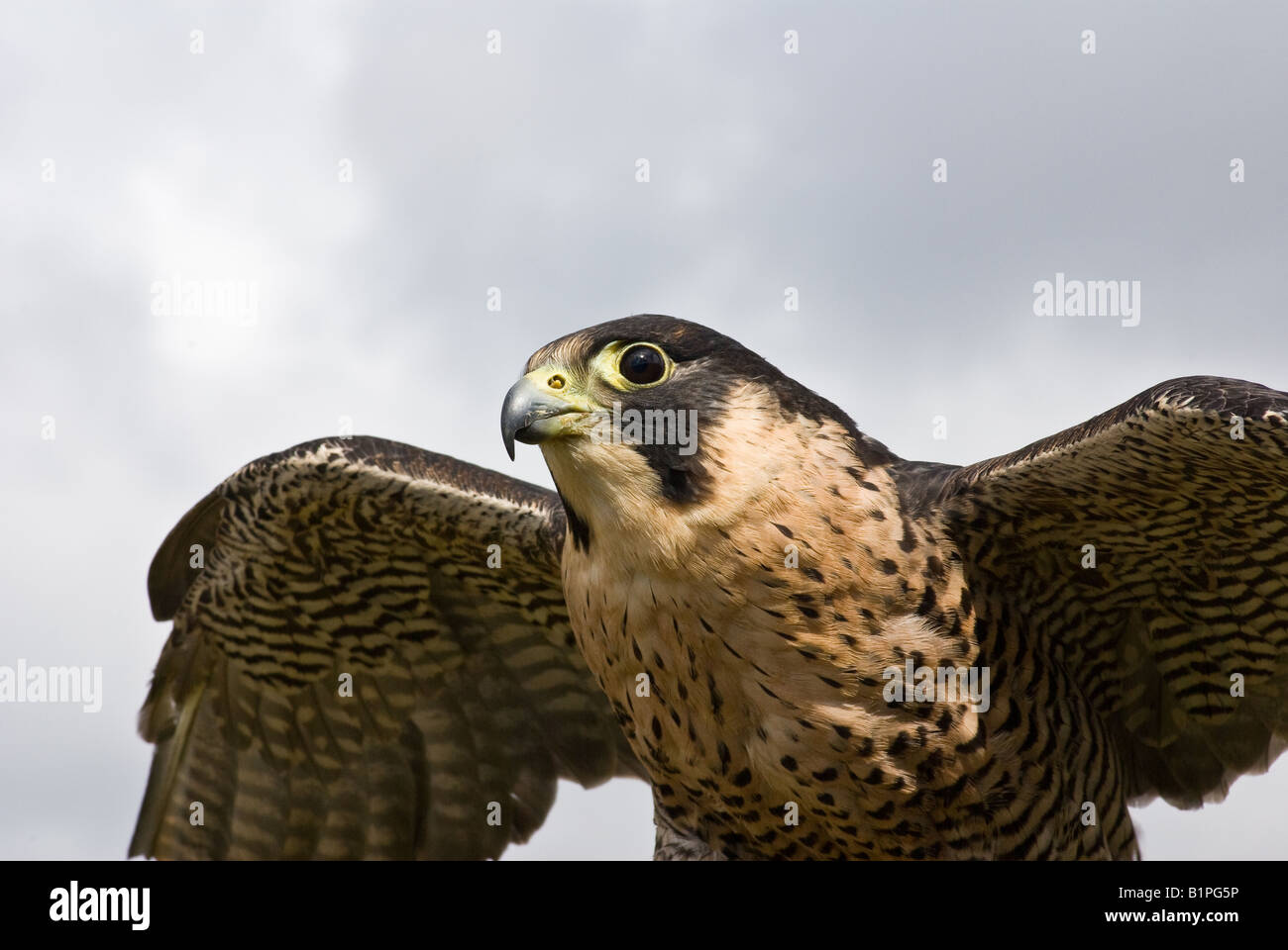 Close up of Peregrine Falcon in flight Stock Photo