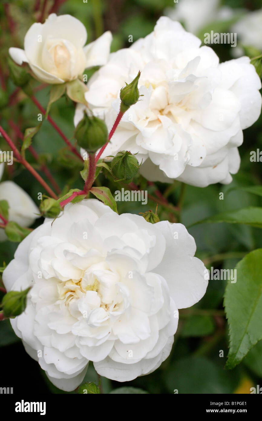 Rosa sanders white hi-res stock photography and images - Alamy