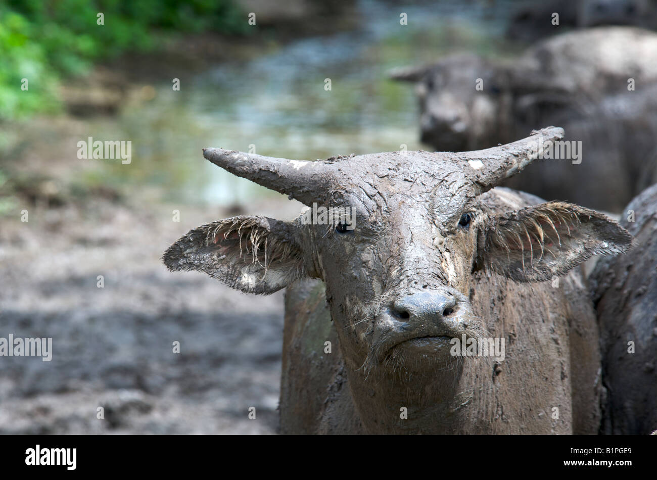 Asian Water Buffalo Bubalus bubalis at a mud wallow Stock Photo