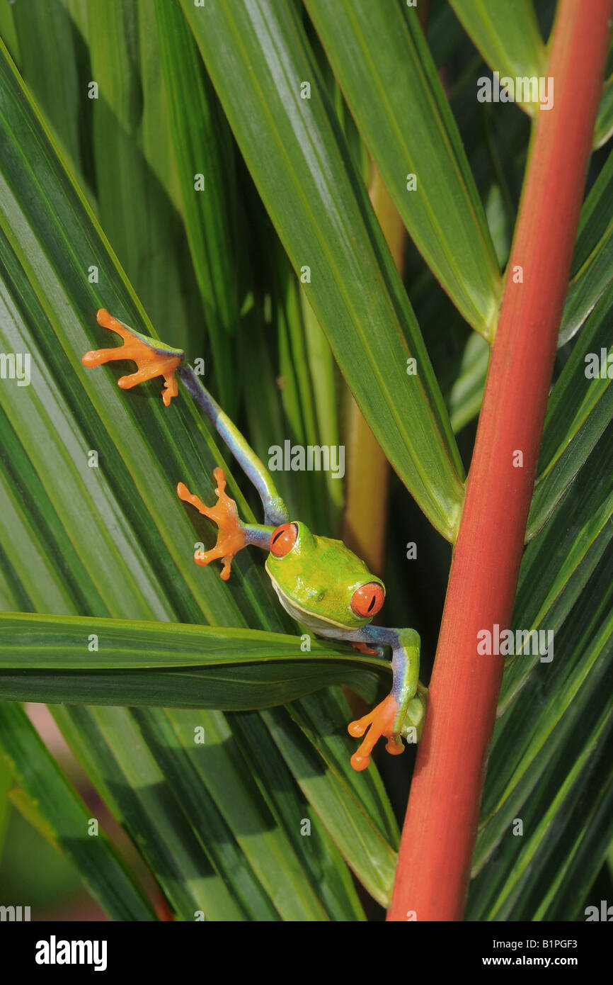 Agalychnis callidryas RED EYED TREE FROG climbing on a Lipstick Palm Cyrtostachys renda COSTA RICA Stock Photo