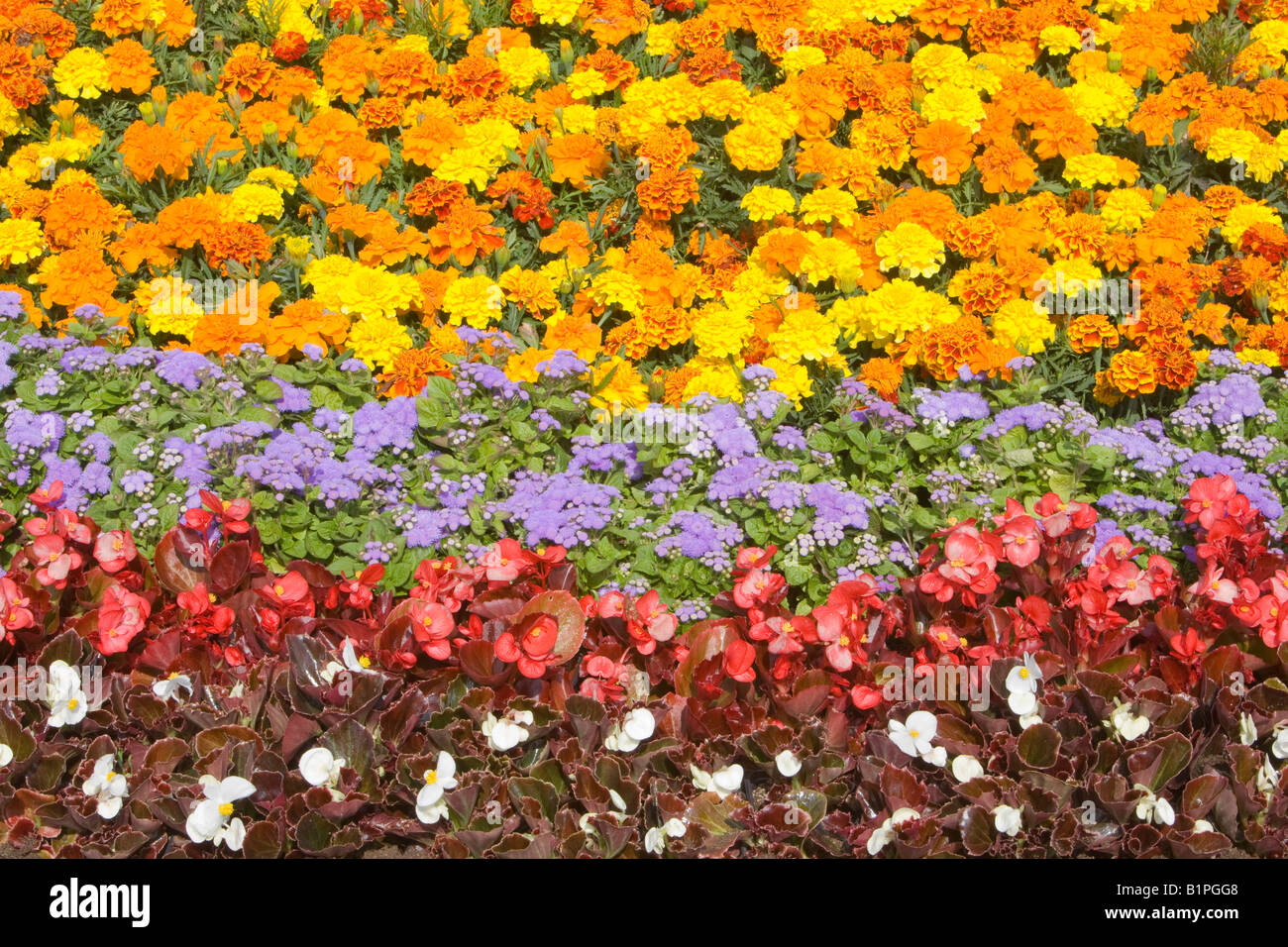 flowers in a flower bed UK Stock Photo Alamy