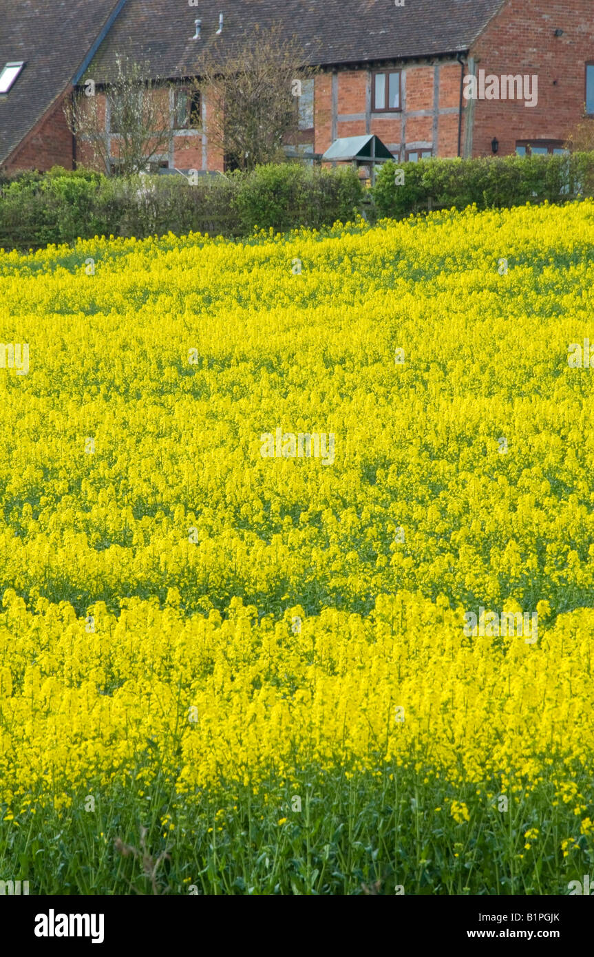 A field of oil seed rape Stock Photo - Alamy