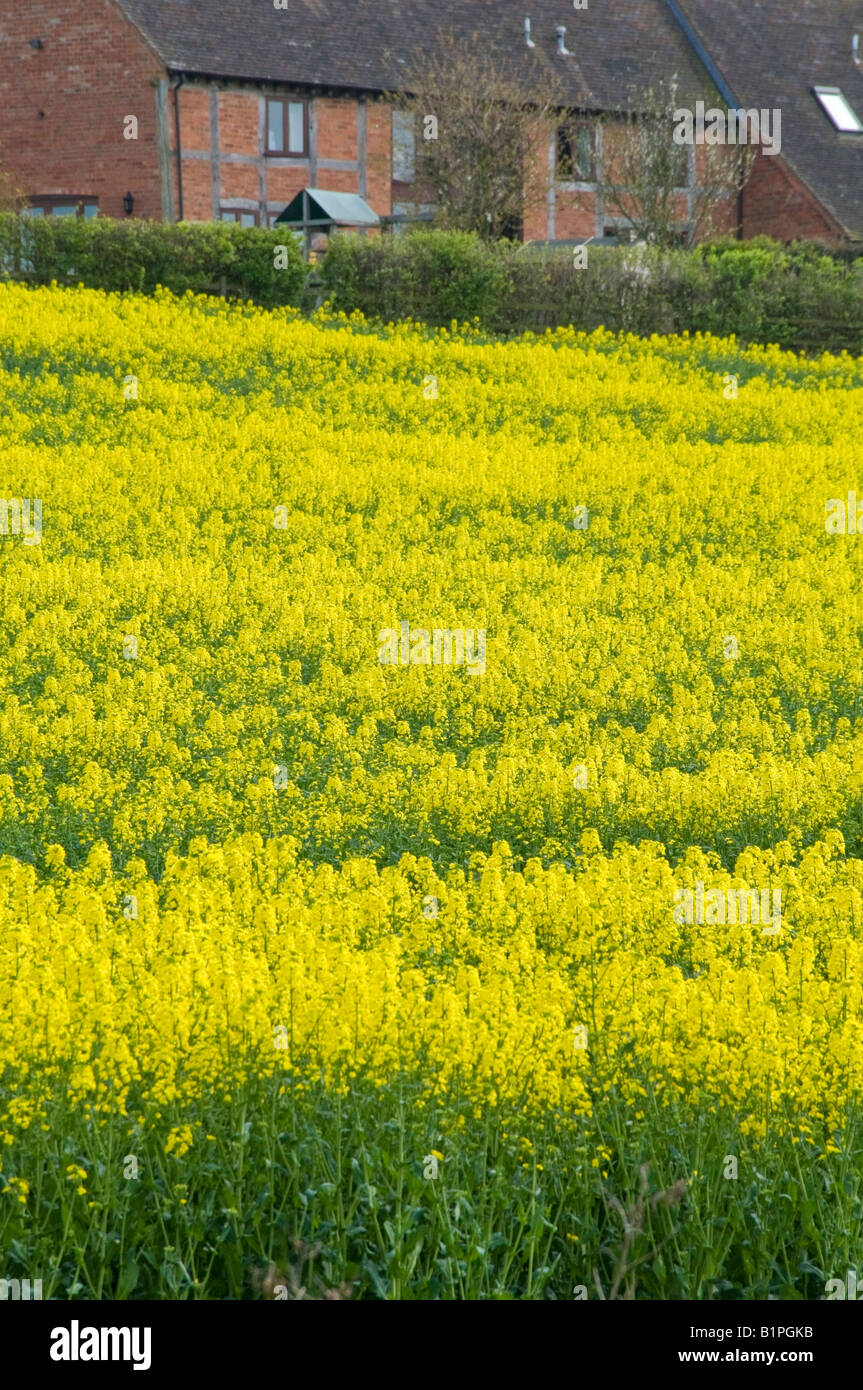 A field of oil seed rape Stock Photo - Alamy